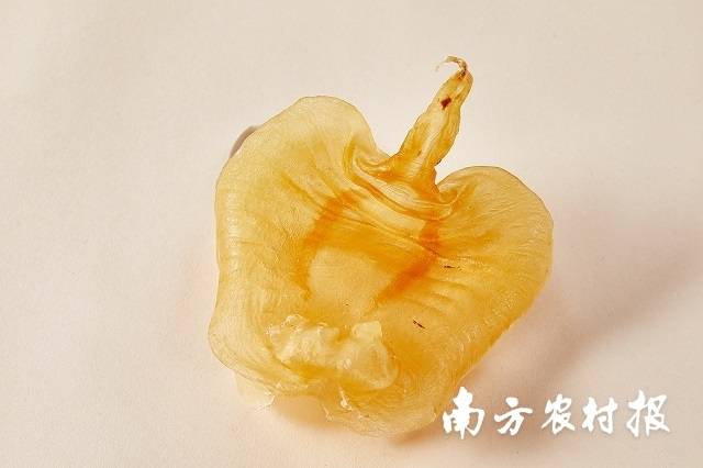 赤嘴鳘鱼胶 
