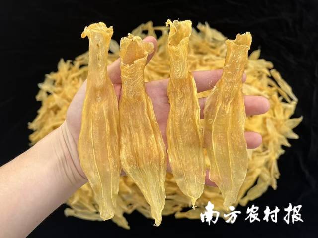 白花胶